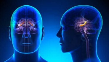 Hipokamp: poznaj podstawową strukturę i funkcje tego obszaru mózgu