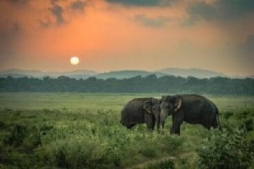 Smutne słonie: opowieść, w którą trudno uwierzyć, choć jest prawdziwa