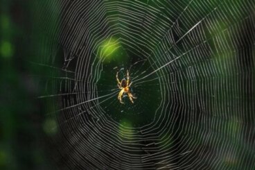 Co to znaczy, gdy śnisz o pająkach?