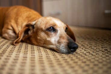 Psy przeżywają żałobę - oto rezultat najnowszych badań