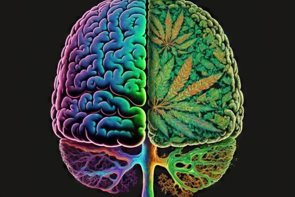 Związek między marihuaną a schizofrenią