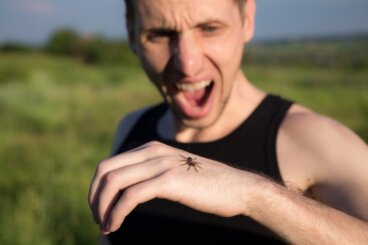 Arachnofobia, czyli strach przed pająkami